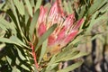 Colorful King Protea on the way to the Swartberg Pass in Oudtshoorn in South AfricaÃ¢â¬â the national flower of South Africa